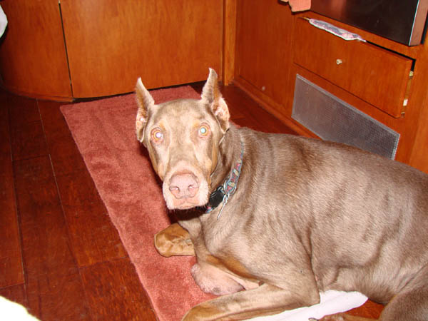 Zach, the doberman, in the Airstream.