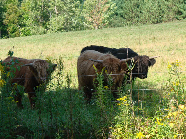 Fuzzy cows.