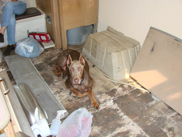 Shot of our enormous Doberman in the camper.